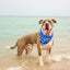 “Pawtective Eye” PAWPAW Dog Bandana