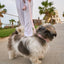 Light Pink PAWPAW Dog Collar + Leash + Poo Bag Holder Set