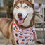 “Cutie Sushi” PAWPAW Dog Bandana