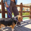 Purple PAWPAW Dog Collar + Leash + Poo Bag Holder Set