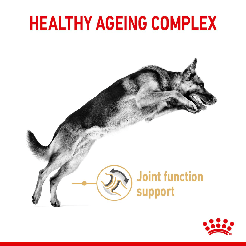 German Shepherd Ageing 5+ Royal Canin Mature Dog Food