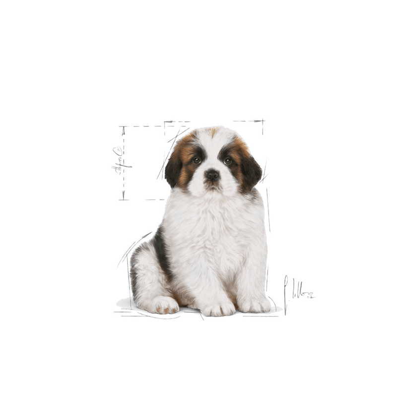 Giant Royal Canine X-Large Breed Puppy Food