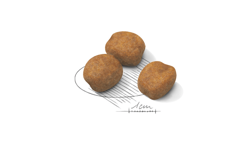 Giant Royal Canine X-Large Breed Puppy Food