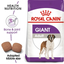 Giant Royal Canin X-Large Breed Adult Dog Food