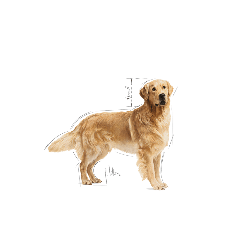 Golden Retriever Royal Canin Adult Dog Food