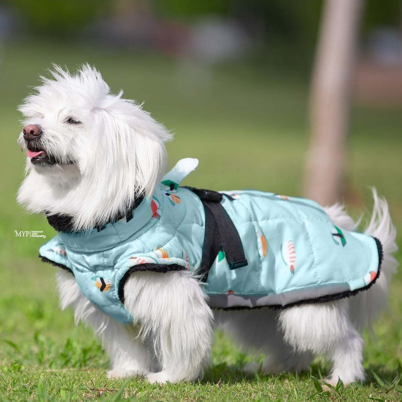 “Sushi” Fluffy & Co. Dog Coat