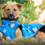“Snowman” Fluffy & Co. Dog Coat
