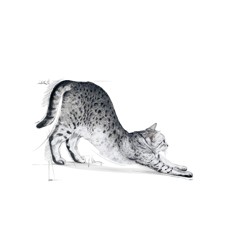 Indoor 27 Royal Canin All Breeds Adult Cat Food