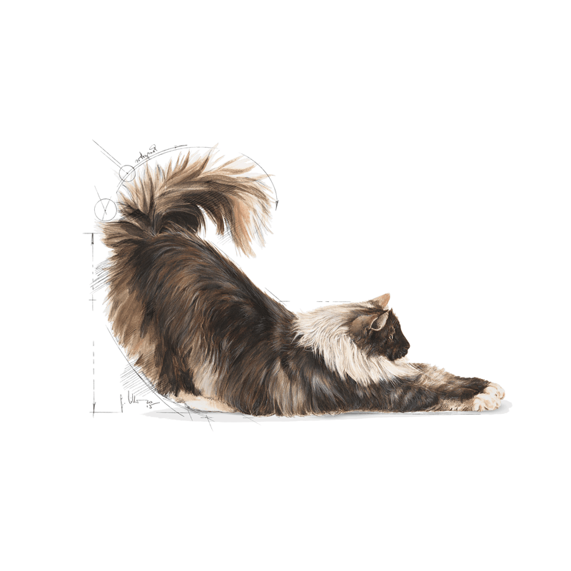 Indoor Long-Hair Royal Canin Adult Cat Food
