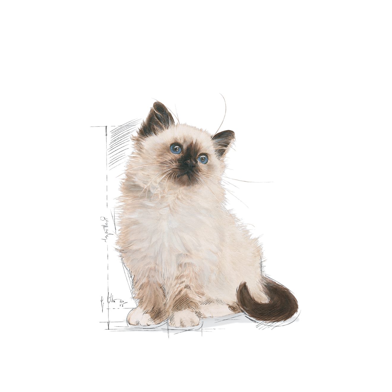 Kitten Second Age Royal Canin All Breeds Cat Food