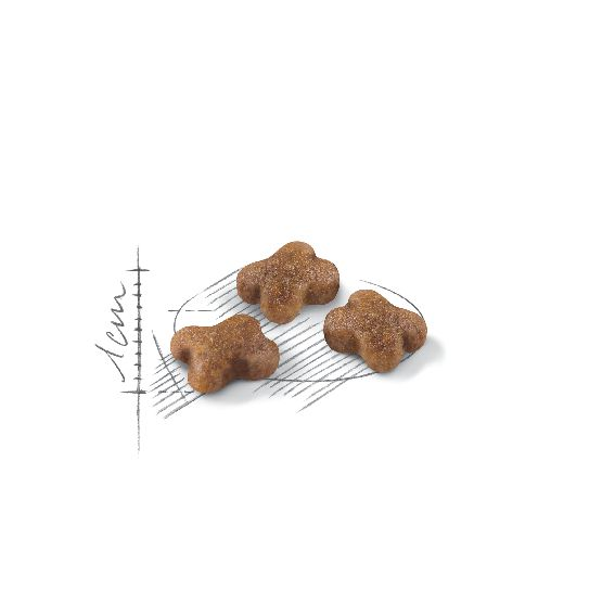 Kitten Second Age Royal Canin All Breeds Cat Food