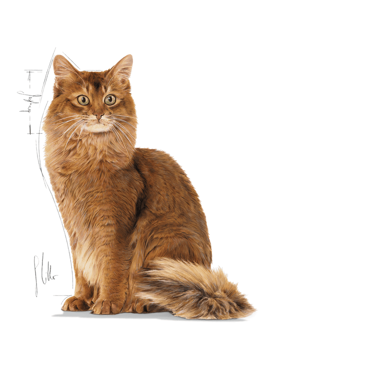 Light Weight Care Royal Canin All Breeds Adult Cat Food