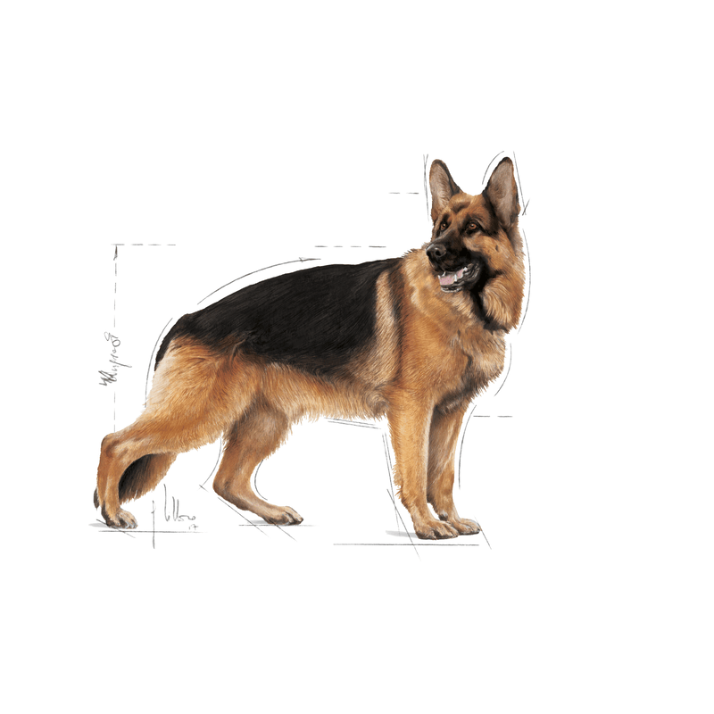 Maxi Royal Canin Large Breed Adult Dog Food