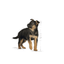 Maxi Royal Canin Large Breed Puppy Food