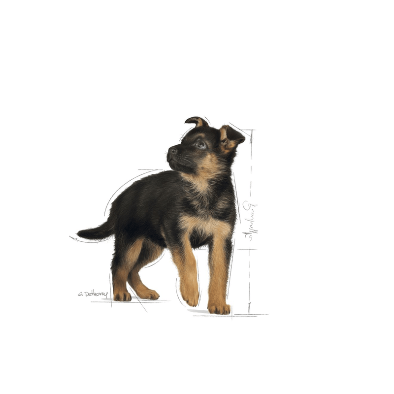 Maxi Royal Canin Large Breed Puppy Food