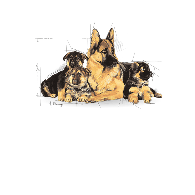 Maxi Starter Royal Canin Large Breed Mother & Babydog Food