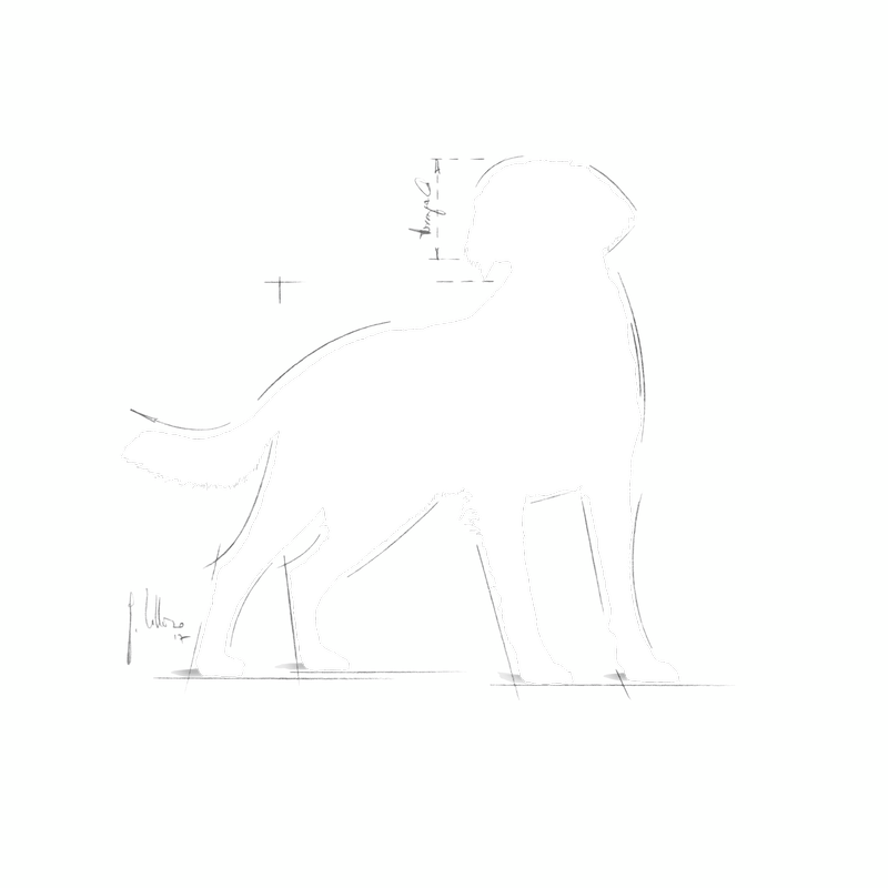 Medium Royal Canin Medium Breed Adult Dog Food