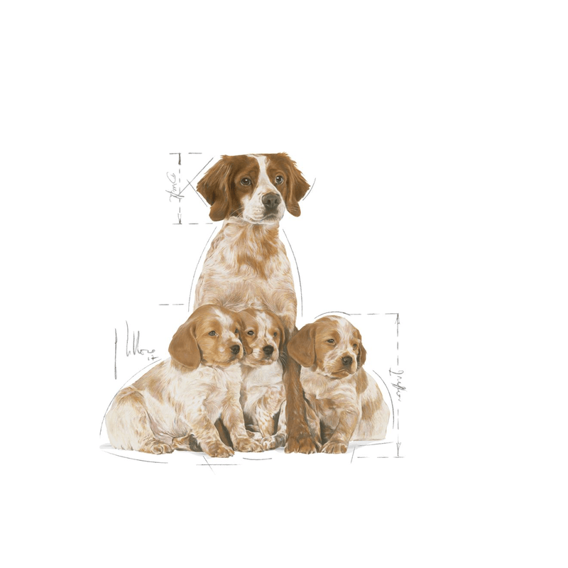 Starter Royal Canin Medium Breed Mother & Babydog Food