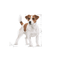 Mini Royal Canin Small Breed Adult Dog Food