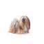Mini Exigent Royal Canin Small Breed Adult Dog Food