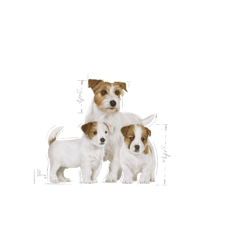 Mini Starter Royal Canin Small Breed Mother & Babydog Food