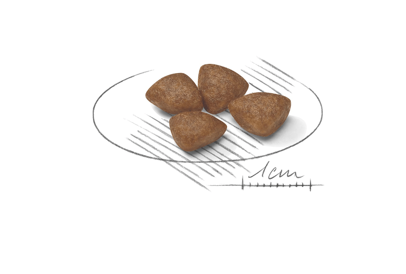Mini Starter Royal Canin Small Breed Mother & Babydog Food