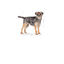 Mini Sterilised Royal Canin Small Breed Adult Dog Food