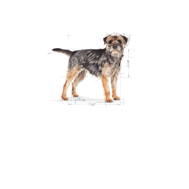 Mini Sterilised Royal Canin Small Breed Adult Dog Food