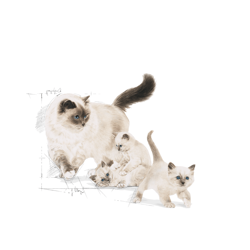 Mother & Babycat Royal Canin Cat Food