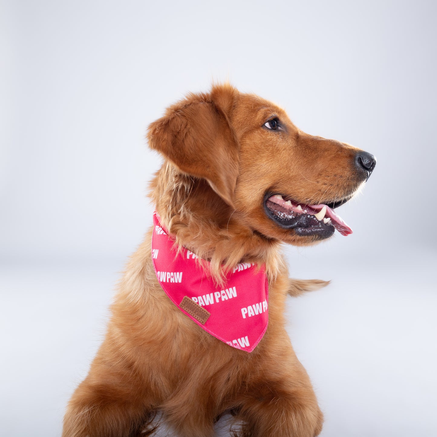 “Classic” PAWPAW Dog Bandana