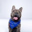 “Professional Goodboy” PAWPAW Dog Bandana