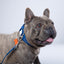 Blue PAWPAW Dog Leather Collar