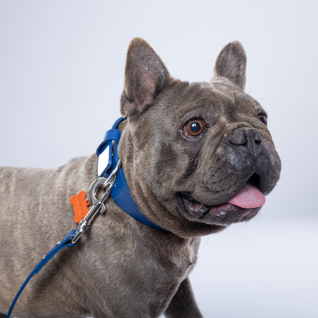 Blue Leather Collar