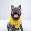 “Cutie With A Bootie” PAWPAW Dog Bandana