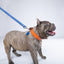 “Pawsitivity” PَAWPAW Dog Collar Charm