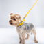 Yellow PAWPAW Dog Collar + Leash Set
