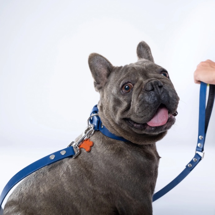 Blue PawFlex PAWPAW Dog Leash