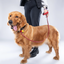 Red PawFlex PAWPAW Dog Leash