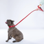 Red PAWPAW Dog Collar + Leash Set