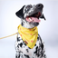 “Cutie With A Bootie” PAWPAW Dog Bandana