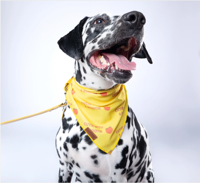 “Cutie With A Bootie” PAWPAW Dog Bandana