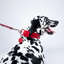 Red PAWPAW Dog Leather Collar