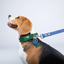Green PAWPAW Dog Leather Collar