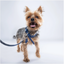 Blue PAWPAW Dog Leather Collar