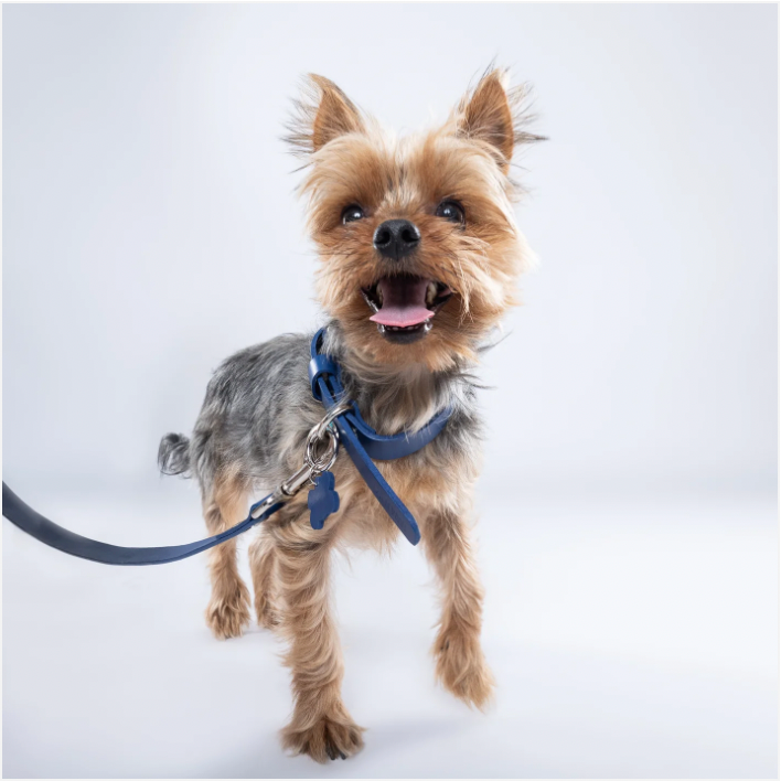 Blue PAWPAW Dog Leather Collar