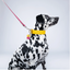 Yellow PAWPAW Dog Leather Collar