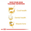 Poodle Royal Canin Adult Dog Food
