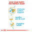 Shih Tzu Royal Canin Puppy Food