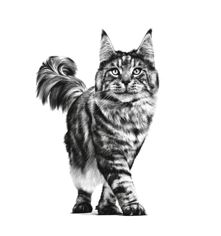 Sensitivity Control Royal Canin All Breeds Adult Cat Food
