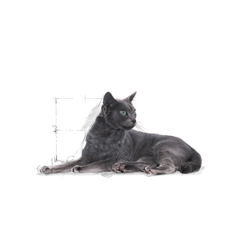 Sterilised 7+ Royal Canin All Breeds Mature Cat Food